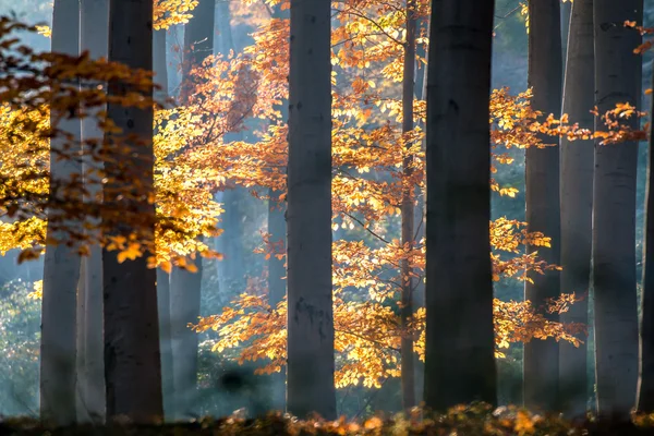 Podzim v lese. — Stock fotografie