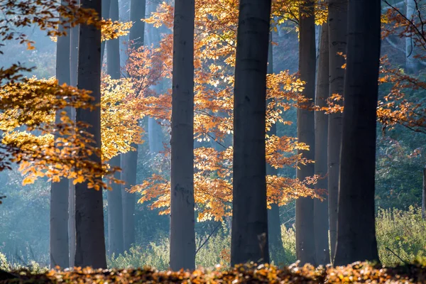 Hösten i skogen. — Stockfoto