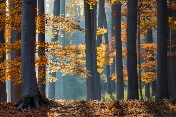 Hösten i skogen. — Stockfoto
