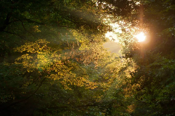 Hojas de otoño en el bosque. — Foto de Stock