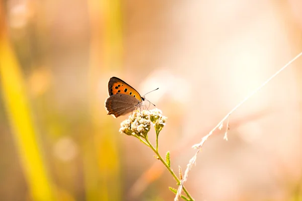 Motýl v přirozené pozadí. — Stock fotografie