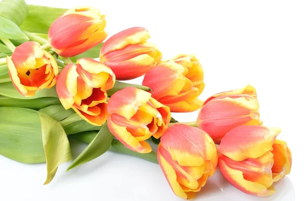 Wielokolorowe kwiaty tulipany na białym tle karty dla tekstu — Zdjęcie stockowe