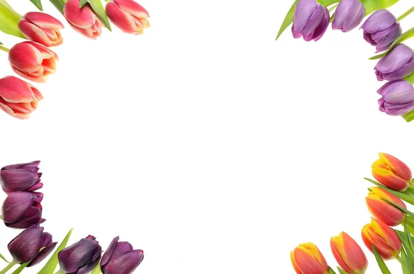 Цветные тюльпаны на белом фоне для открытки для текста — стоковое фото