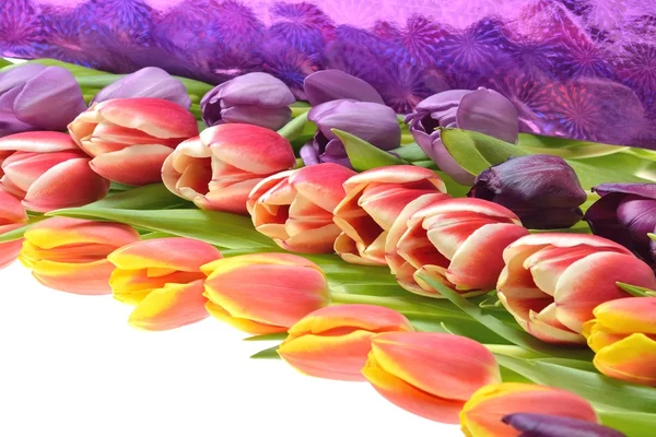 Много цветов тюльпанов разных цветов, сложенных в строках композиции на белом фоне — стоковое фото