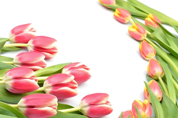 Beautiful pattern design of Colorful flowers arrangement tulips on a white background in the center blank for your text — Stock Photo, Image