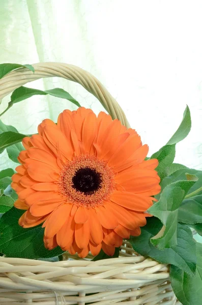 Oranžová gerbera květina dvoře seděl obklopen zelenými listy do proutěného koše — Stock fotografie