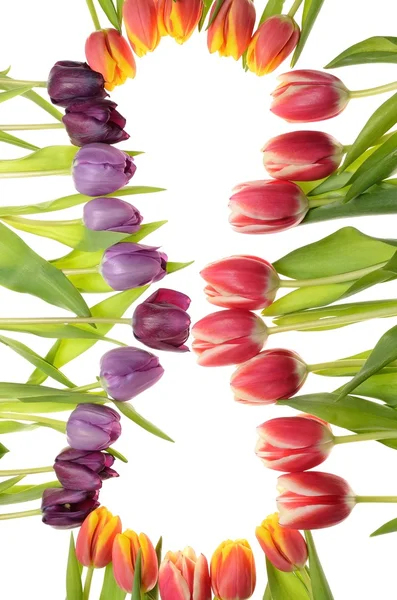 Композиция Цветные цветы расположение тюльпанов в виде рисунка восемь и знак бесконечности на белом фоне — стоковое фото