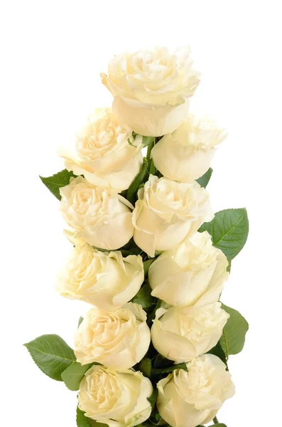 Wreath braided pigtail of of the bouquet of white pinkish roses on a white background — Stock Photo, Image