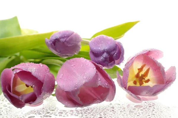 Красивые свежие цветы, фиолетовые тюльпаны с капельками воды на белом фоне — стоковое фото