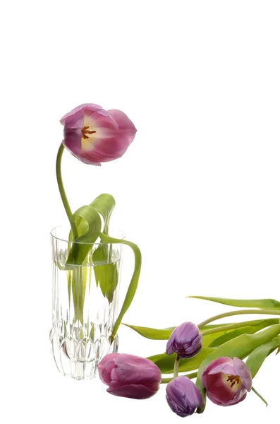 Flowers tulips in a glass vase on a white background — Stock Photo, Image