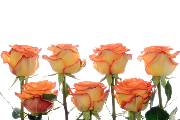 Sur un fond blanc rangées de roses jaune-orange — Photo