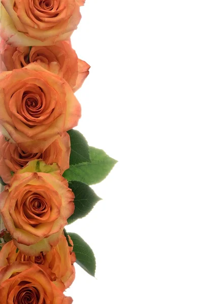 Flores naranjas rosas decoradas borde del fondo blanco y espacio para el texto —  Fotos de Stock