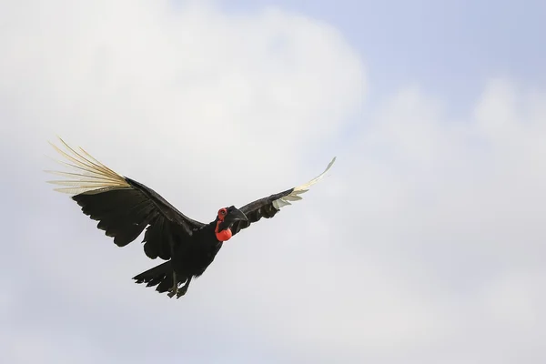 Fåglar i flykt — Stockfoto