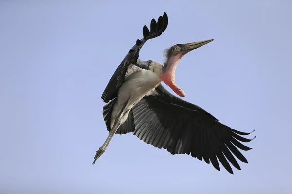 Fåglar i flykt — Stockfoto