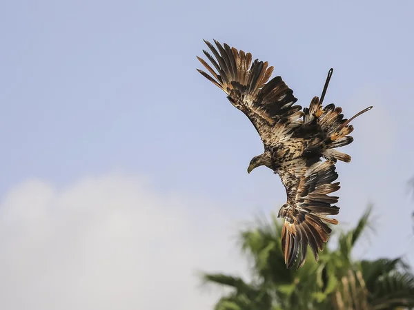 Aves em voo — Fotografia de Stock