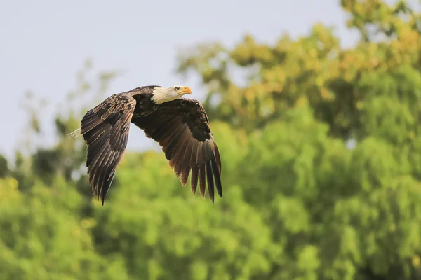 Aves em voo — Fotografia de Stock