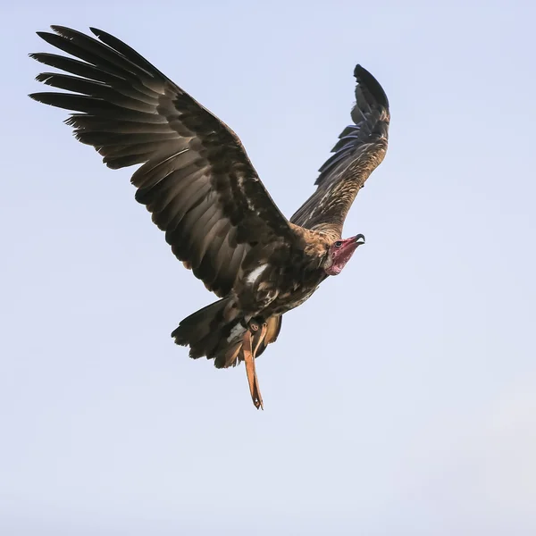 Vögel im Flug — Stockfoto