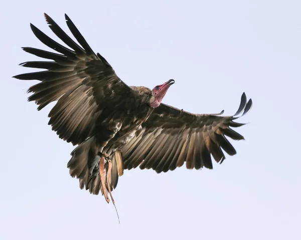 Aves em voo — Fotografia de Stock