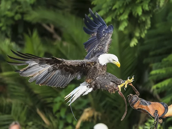 Uccelli in volo — Foto Stock