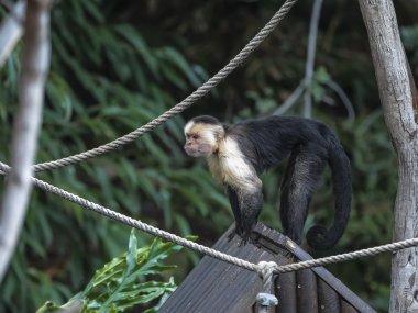 Yaban hayatı, vahşi doğal yaşam.