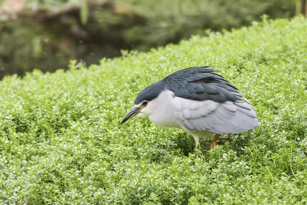 Wildtiere, natürliche Lebensräume in freier Wildbahn. — Stockfoto