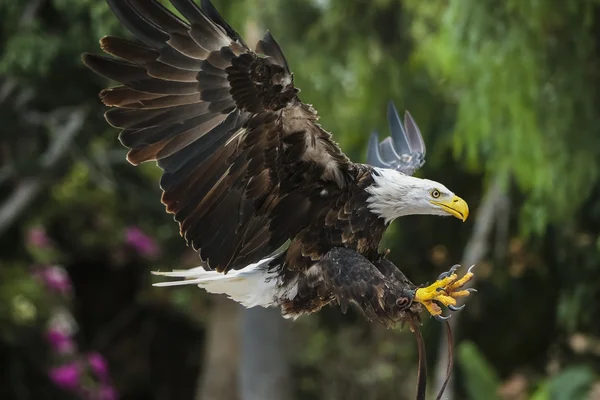 Faune, habitats naturels à l'état sauvage . Images De Stock Libres De Droits