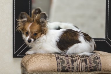 bir köpek yavrusu portresi