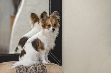 bir köpek yavrusu portresi
