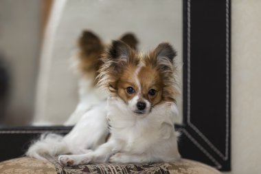 bir köpek yavrusu portresi