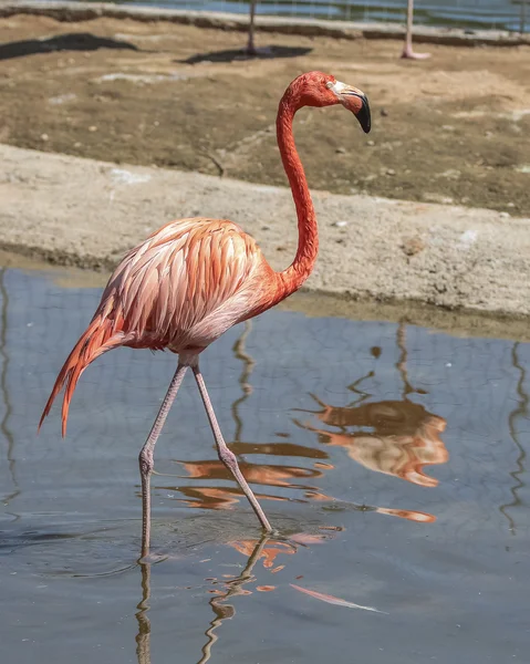 Beautiful pink flamingo in water — Stock Photo, Image
