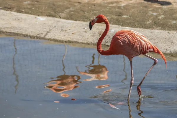 Vacker rosa flamingo i vatten — Stockfoto