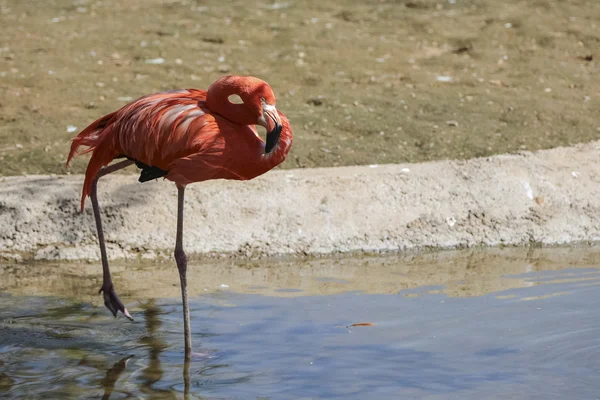 Belo flamingo rosa na água — Fotografia de Stock