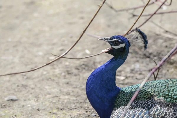 Blaue indische Pfaue (pavo cristatus)) — Stockfoto