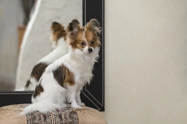 bir köpek yavrusu portresi