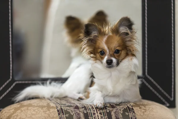 bir köpek yavrusu portresi