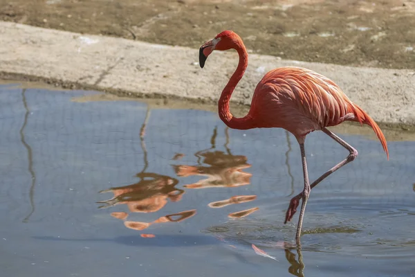 Beau flamant rose dans l'eau Images De Stock Libres De Droits