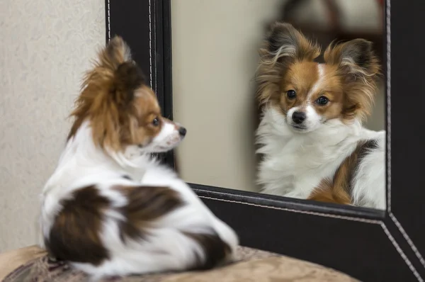 Retrato de un cachorro Imágenes de stock libres de derechos