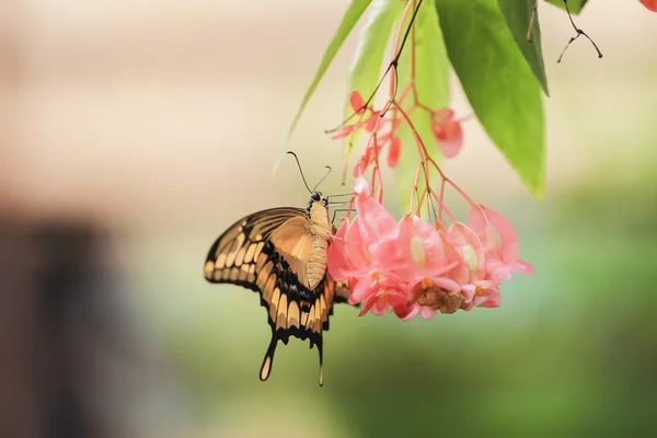 Gigantyczne Swallowtail motyl (Papilio cresphontes) — Zdjęcie stockowe