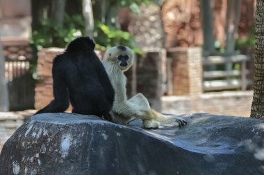 ağaç üzerinde oturan iki gibbons
