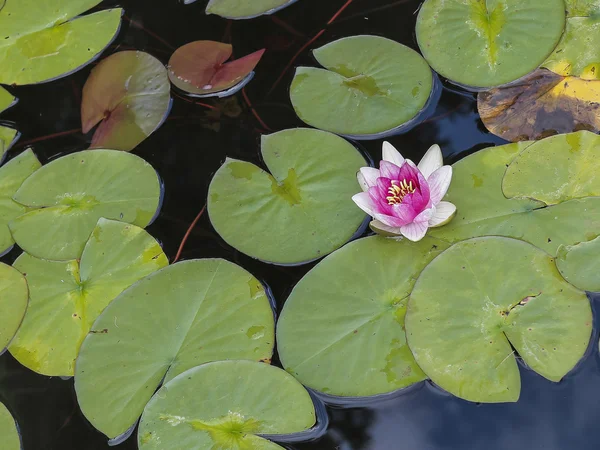 Nenúfar en el jardín —  Fotos de Stock