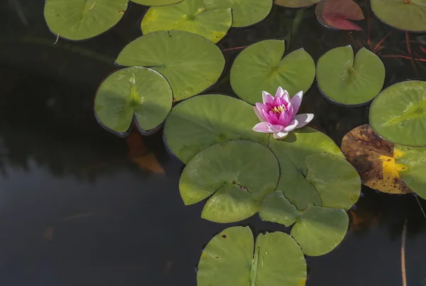 Nenúfar en el jardín —  Fotos de Stock