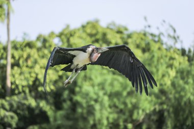 Marabut leylek (leptopilos crumeniferus)