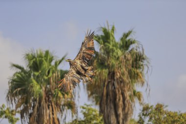 Sarı gagalı çaylak (Milvus aegyptius) uçuş