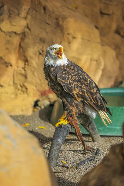 Águila calva (haliaeetus leucocephalus)) —  Fotos de Stock