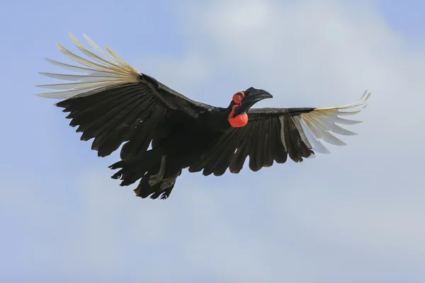 南方边角贝(Bucorvus leadbeateri)) — 图库照片