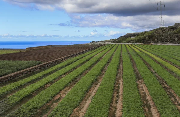 Agrarische velden in Tenerife — Stockfoto