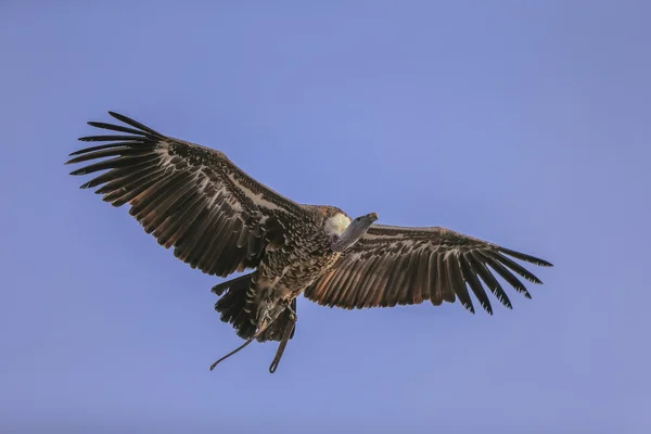 Abutre Griffon — Fotografia de Stock