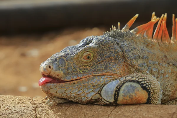 Leguaan verde — Stockfoto