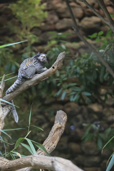 Marmoset de orejas con copetudo negro, Callithrix penicillata, Brasil — Foto de Stock