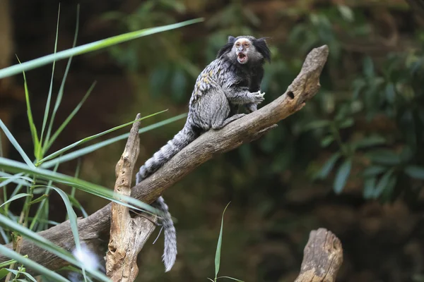 黑色的丛生耳狨猴，Callithrix penicillata 巴西 — 图库照片